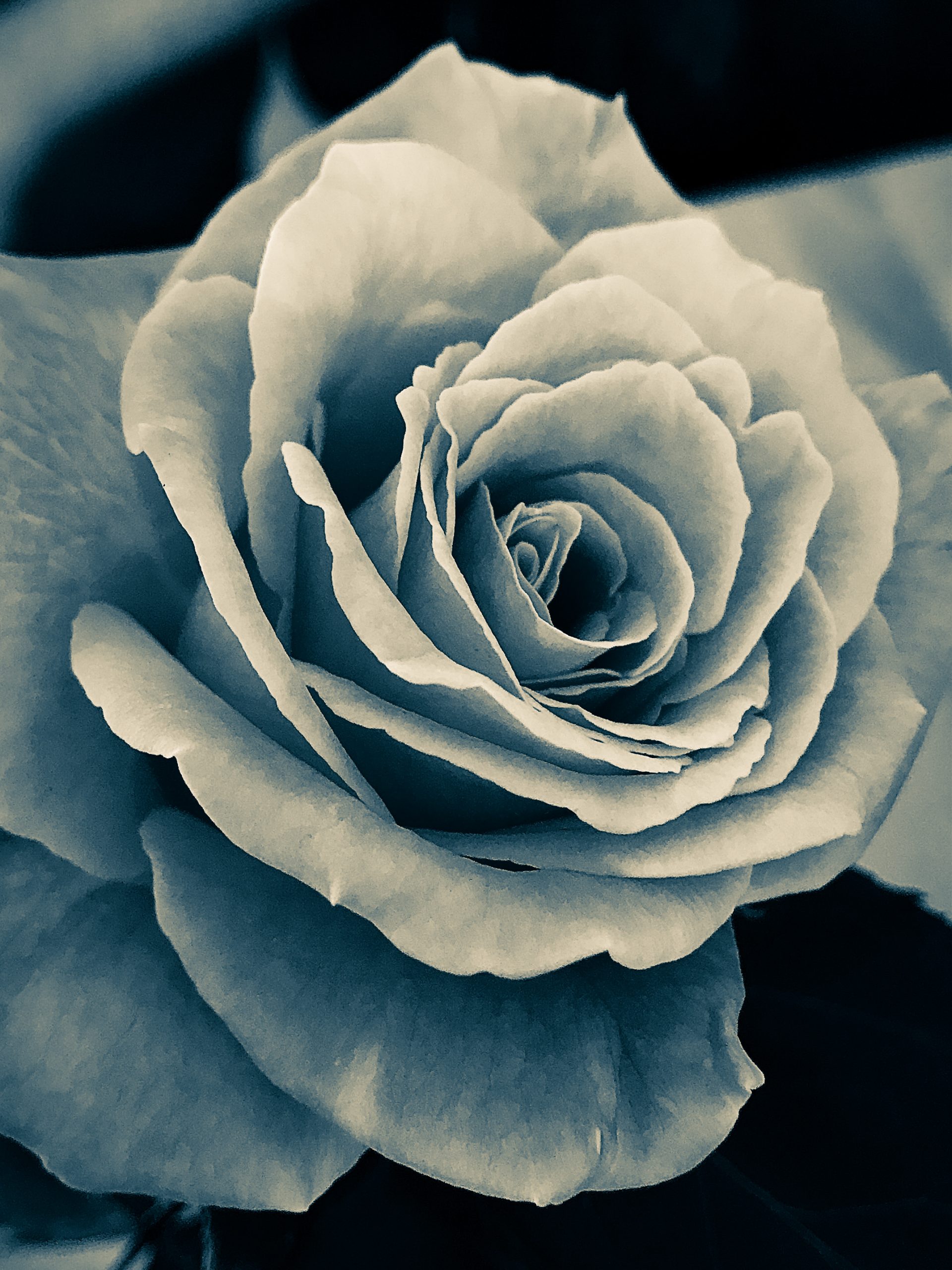 blue steel velvet rose