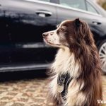 Dog waiting by car
