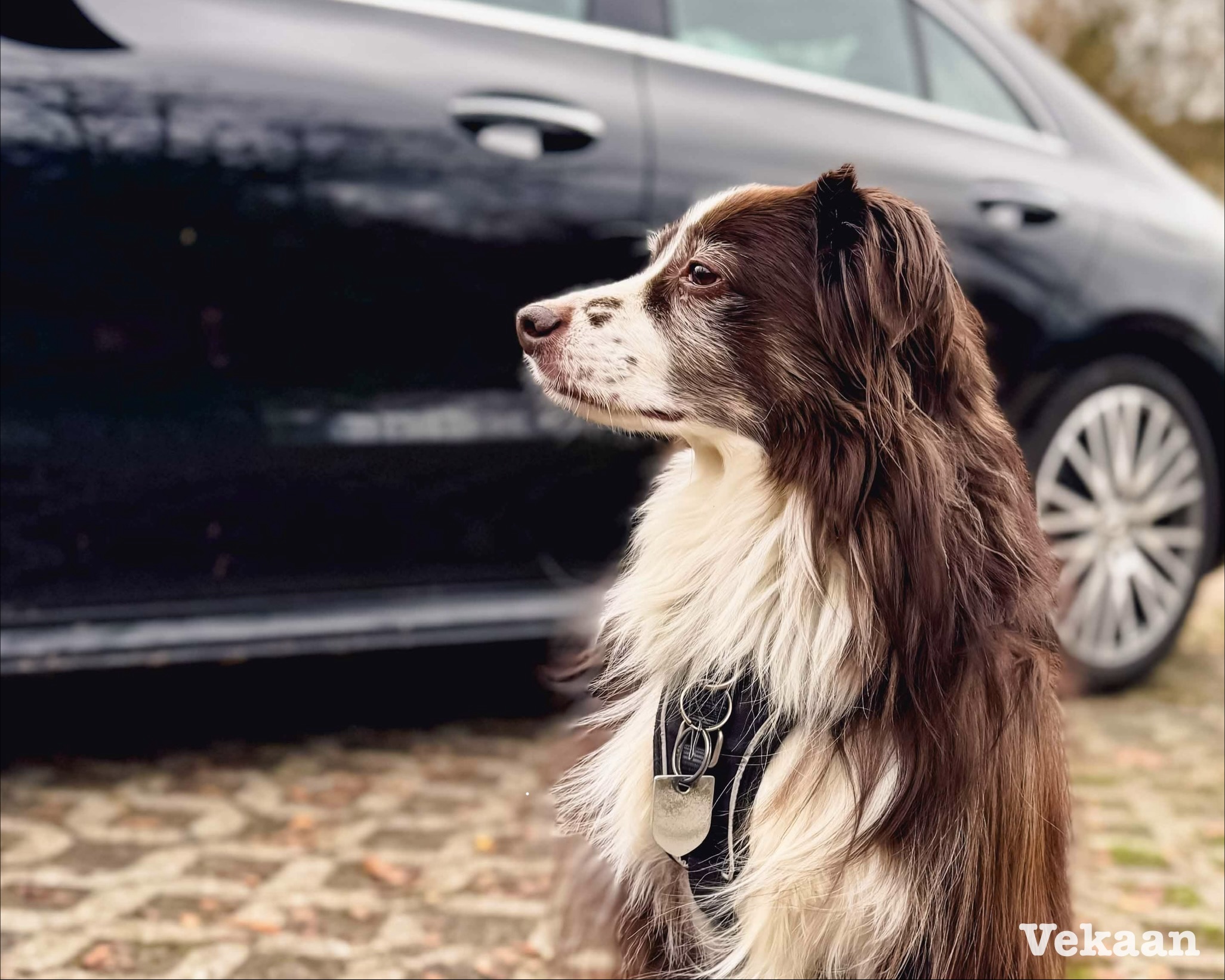 Read more about the article Road Trip Ready: 5 Essential Tips for Safe Car Travel with Your Dog