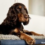 Attentive dog on bed