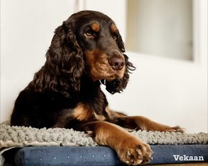 Read more about the article The Noise Stops Here: How to Stop Excessive Dog Barking (Behavior Expert’s Guide)