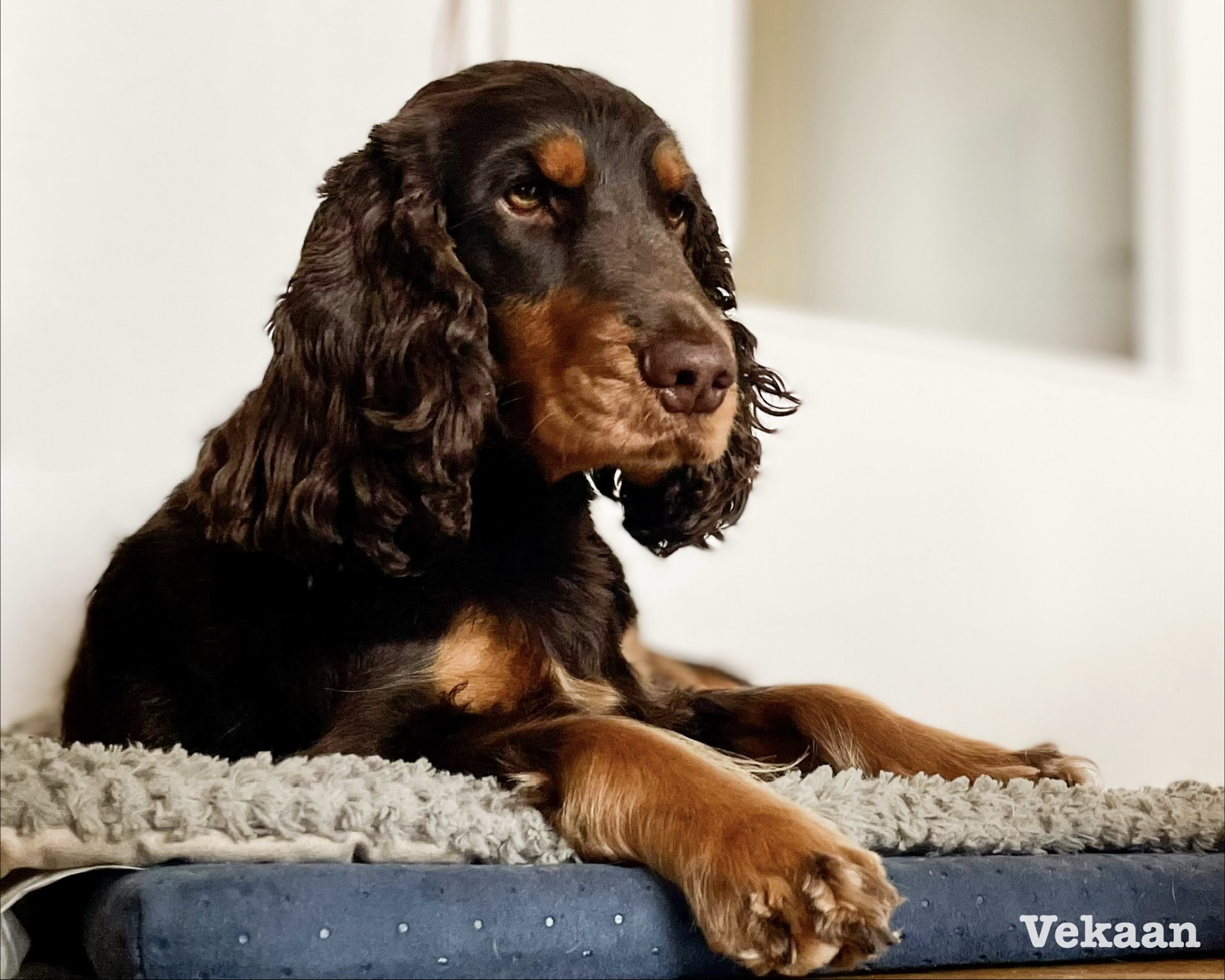 Read more about the article The Noise Stops Here: How to Stop Excessive Dog Barking (Behavior Expert’s Guide)