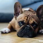 French bulldog waiting