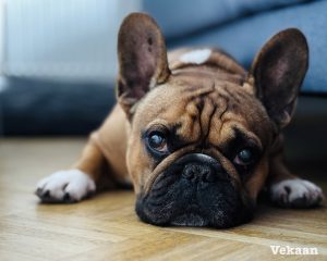 Read more about the article Can Dogs Eat Peanut Butter? The Urgent Toxic Warning Every Owner Must Know