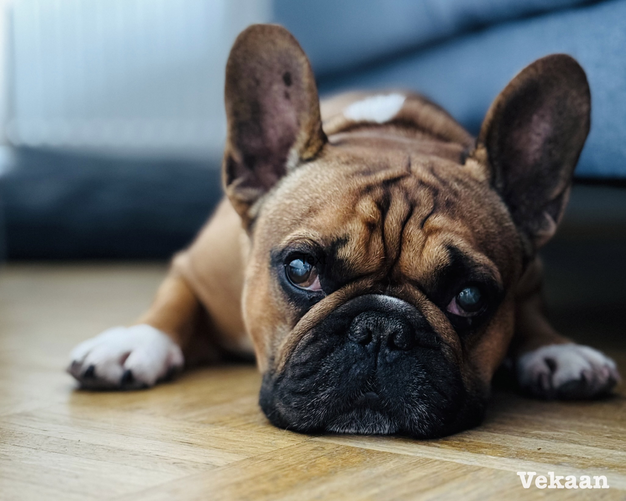 Read more about the article Can Dogs Eat Peanut Butter? The Urgent Toxic Warning Every Owner Must Know