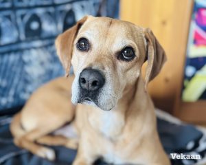 Read more about the article Panic at the Door: The 5-Step Expert Plan to Cure Dog Separation Anxiety