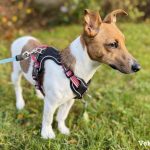 Small energetic dog waiting for exercise tasks