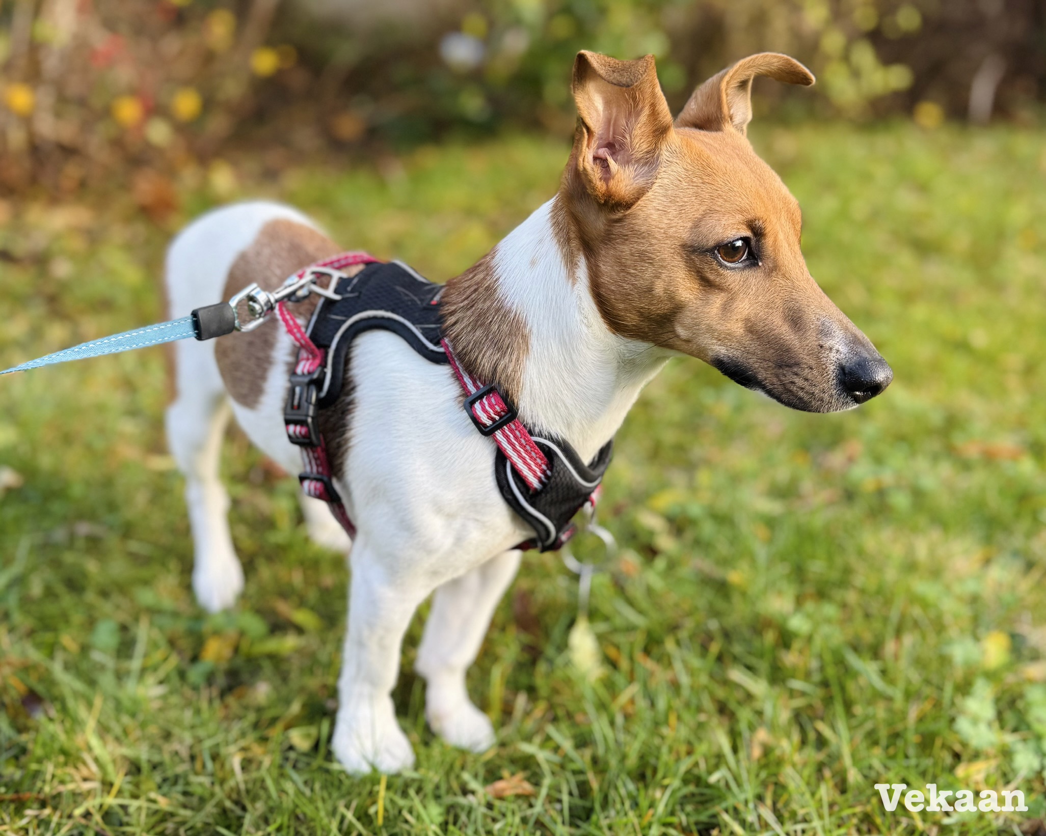 Read more about the article How Much Exercise Does My Dog Actually Need? (It’s Not Just About Walking)