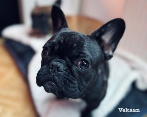 Read more about the article Stop Accidents: The Definitive 7-Day Guide to Puppy Potty Training Success