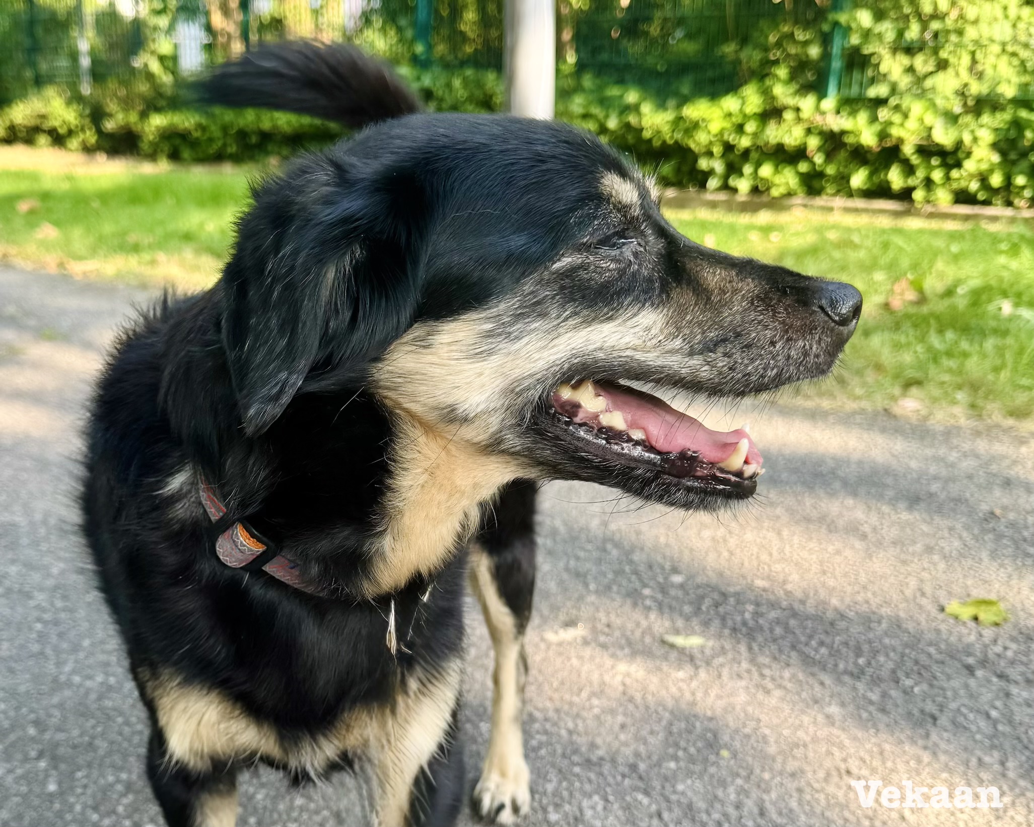 Read more about the article The Silent Health Crisis: A Comprehensive Guide to Canine Dental Hygiene (And How to Actually Do It)