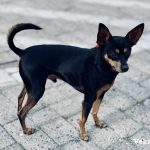 Pincher dog in the street - dog health myths