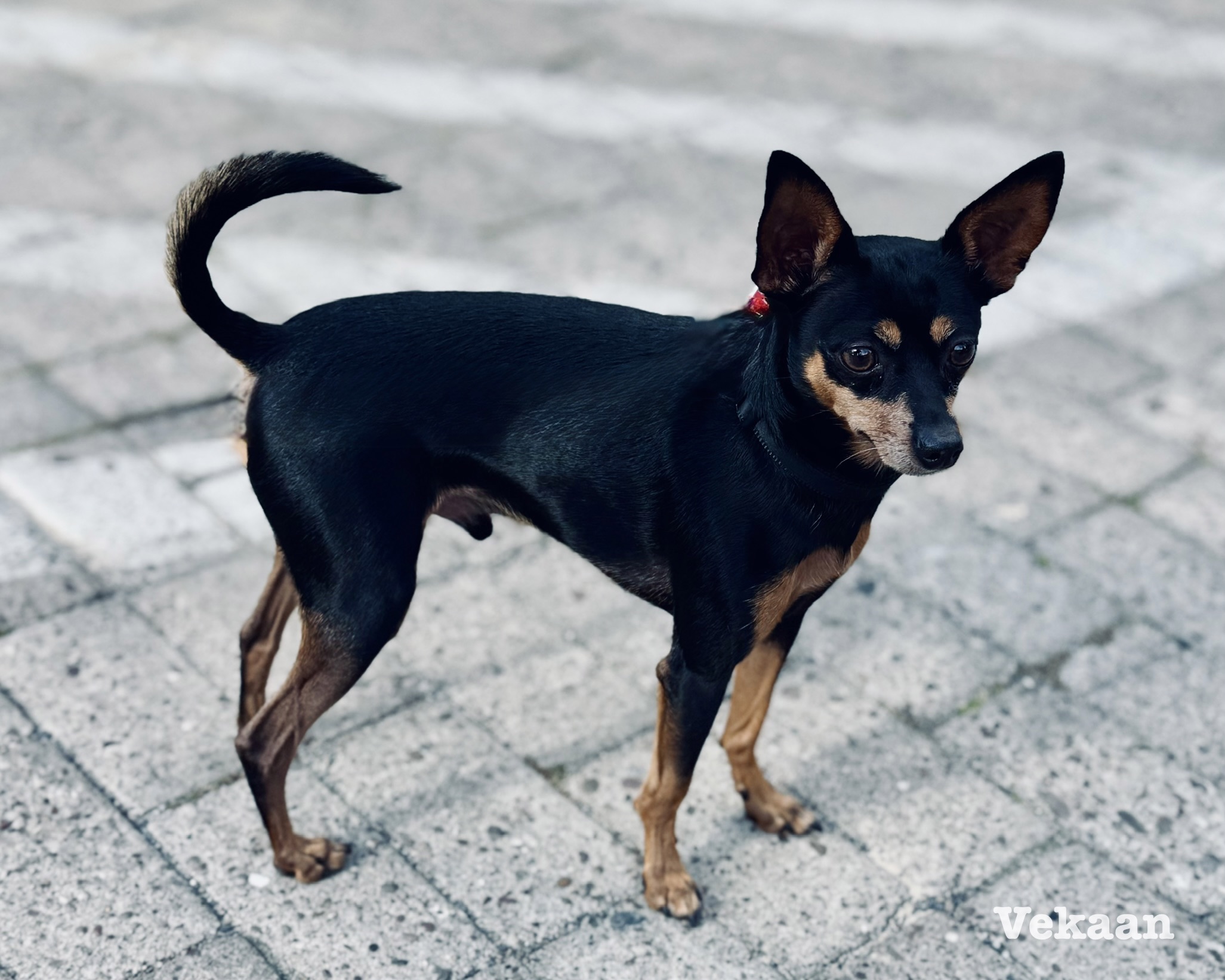 Read more about the article Busted: 5 Common Dog Health Myths Debunked by Professional Handlers