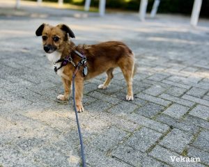 Read more about the article The Life-Saving Command: How to Teach a Rocket-Fast Recall (Come When Called)