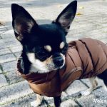 Chihuahua with winter coat