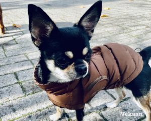 Read more about the article Does My Dog Need a Winter Coat? The Expert Guide to Staying Warm Safely